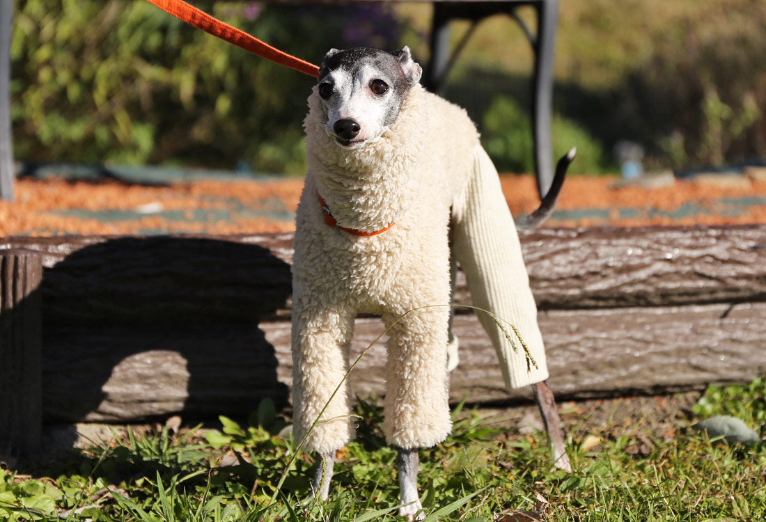 Sherpa Fleece & Corduroy Outfit (milk white) - Italian Greyhound Clothes