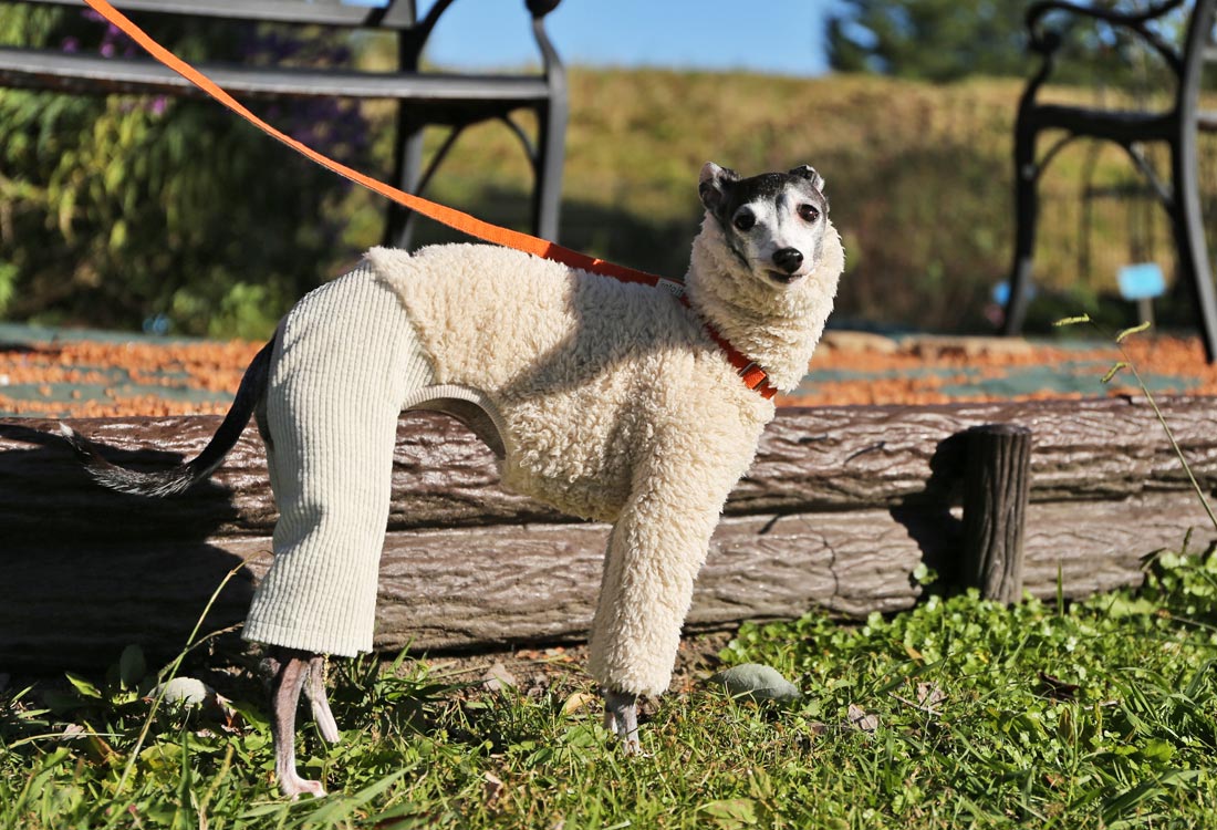 Sherpa Fleece & Corduroy Outfit (milk white) - Italian Greyhound Clothes