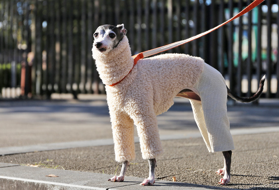 Sherpa Fleece & Corduroy Outfit (milk white) - Italian Greyhound Clothes