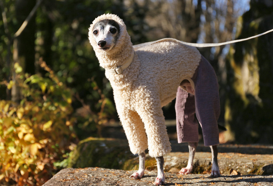 Sherpa Fleece & Corduroy Outfit (lilac) - Italian Greyhound Clothes