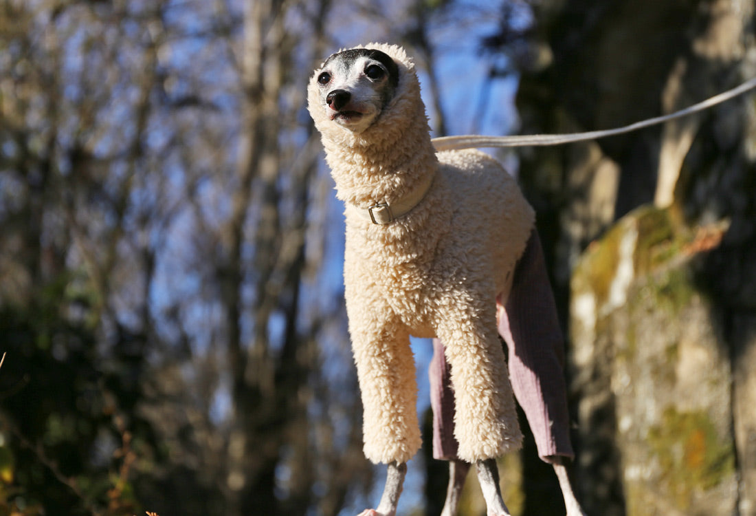 Sherpa Fleece & Corduroy Outfit (lilac) - Italian Greyhound Clothes