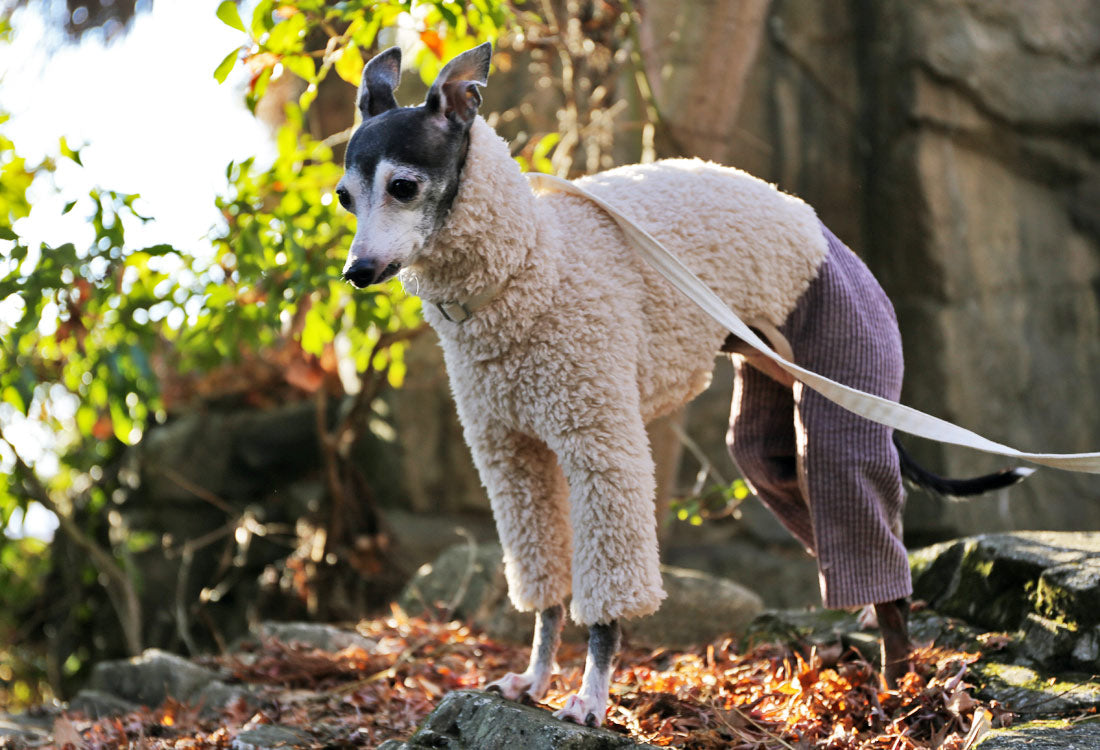 Sherpa Fleece & Corduroy Outfit (lilac) - Italian Greyhound Clothes