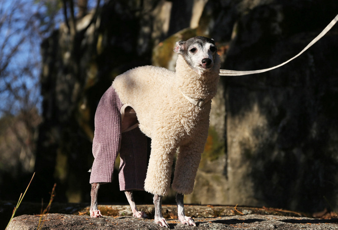 Sherpa Fleece & Corduroy Outfit (lilac) - Italian Greyhound Clothes