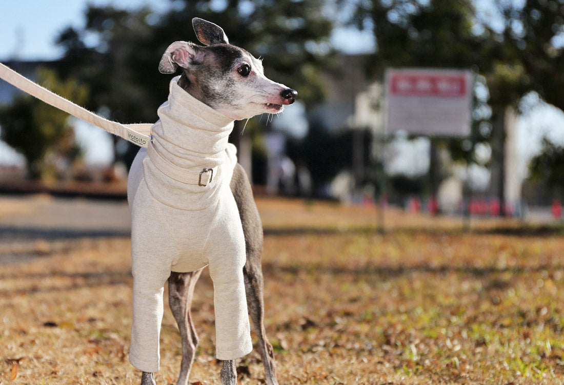 Sweatshirt Tee - Italian Greyhound Clothes