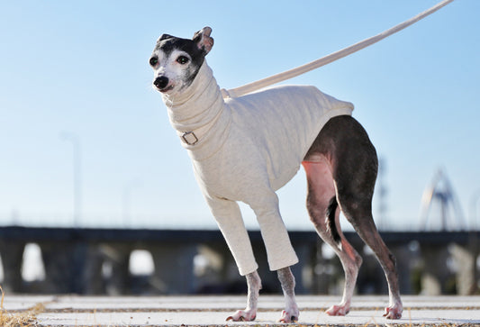 Sweatshirt Tee - Italian Greyhound Clothes