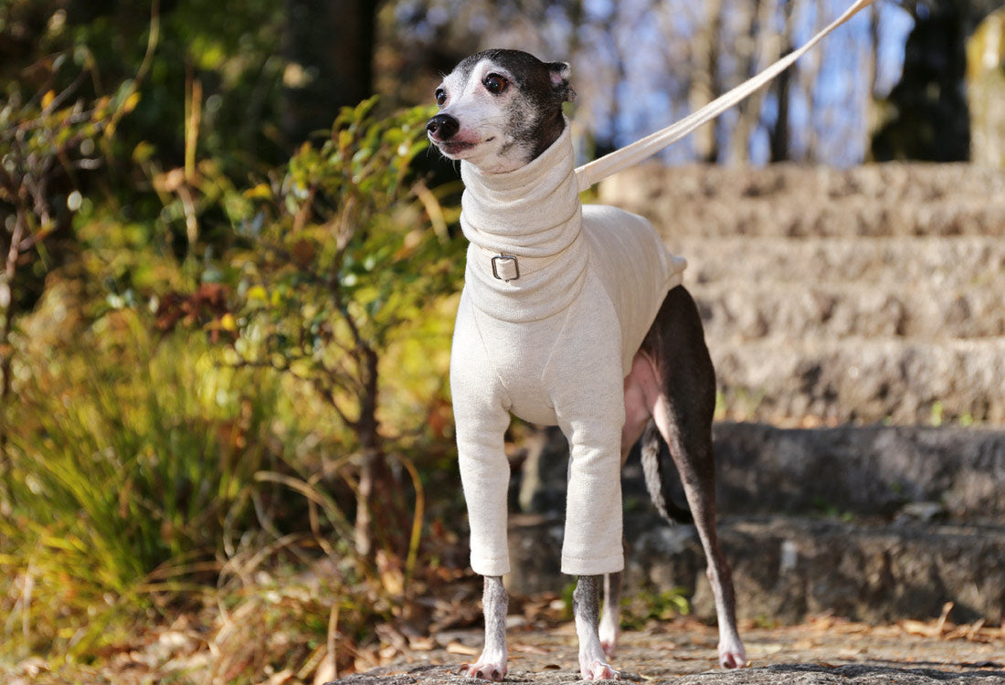 Sweatshirt Tee - Italian Greyhound Clothes