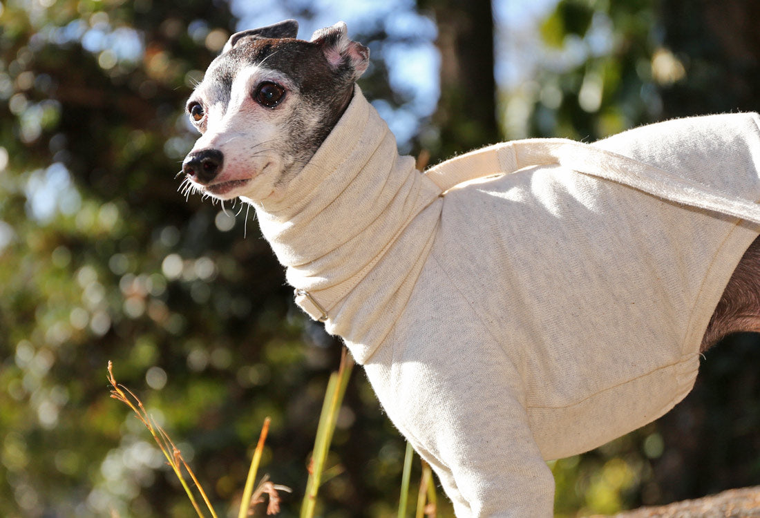 Sweatshirt Tee - Italian Greyhound Clothes