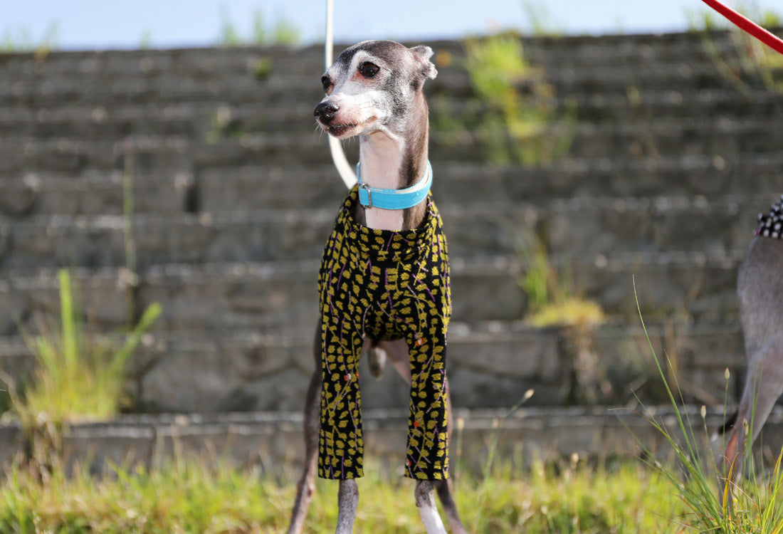 Chirimen (uguisu) - Italian Greyhound Clothes