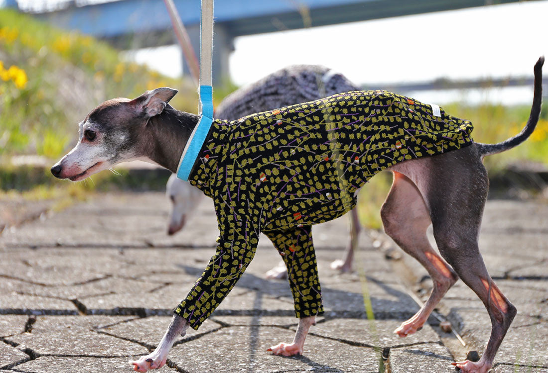 Chirimen (uguisu) - Italian Greyhound Clothes