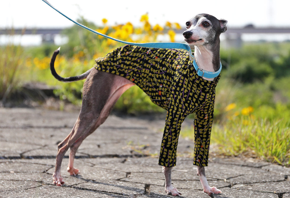 Chirimen (uguisu) - Italian Greyhound Clothes