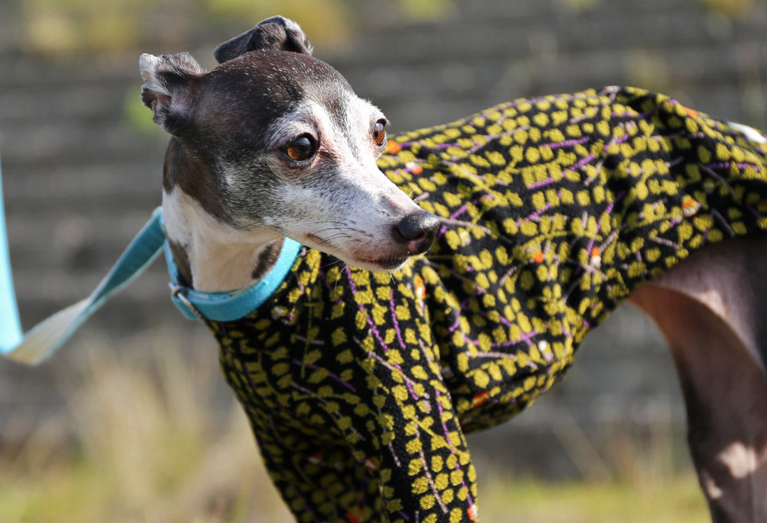 Chirimen (uguisu) - Italian Greyhound Clothes