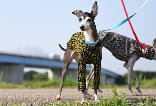 Chirimen (uguisu) - Italian Greyhound Clothes