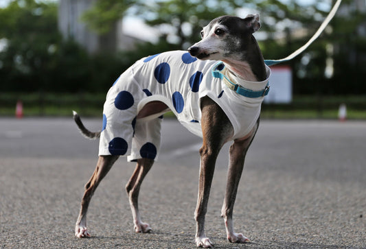 Mizutama (white) - Italian Greyhound Clothes