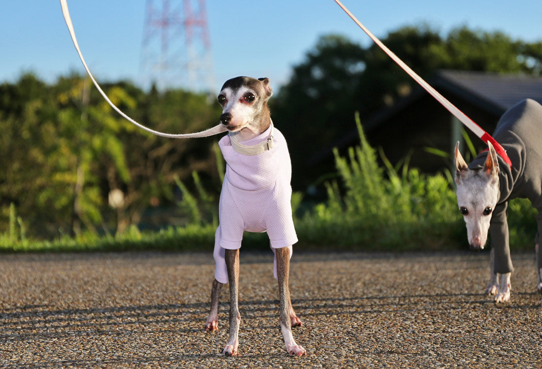 USA-grown organic cotton (pale lilac) - Italian Greyhound Clothes