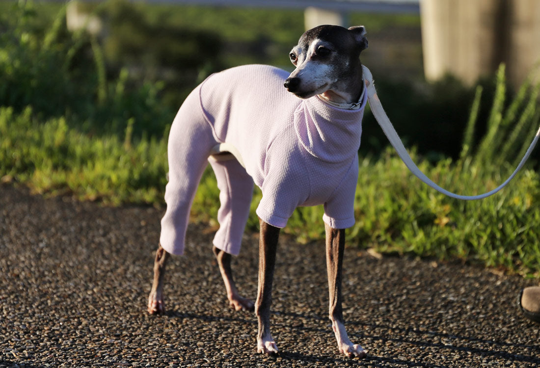 USA-grown organic cotton (pale lilac) - Italian Greyhound Clothes