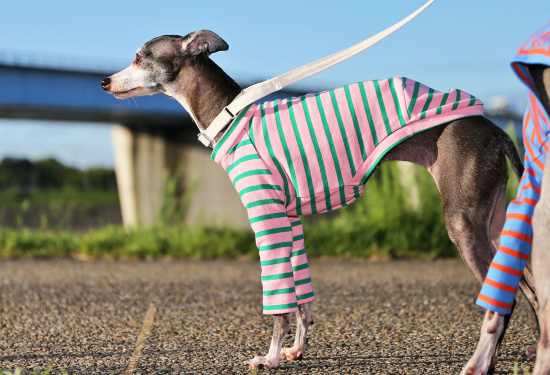 Cotton stripe (pink) - Italian Greyhound Clothes