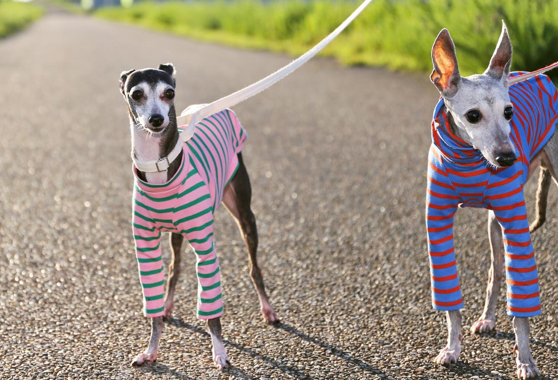 Cotton stripe (pink) - Italian Greyhound Clothes