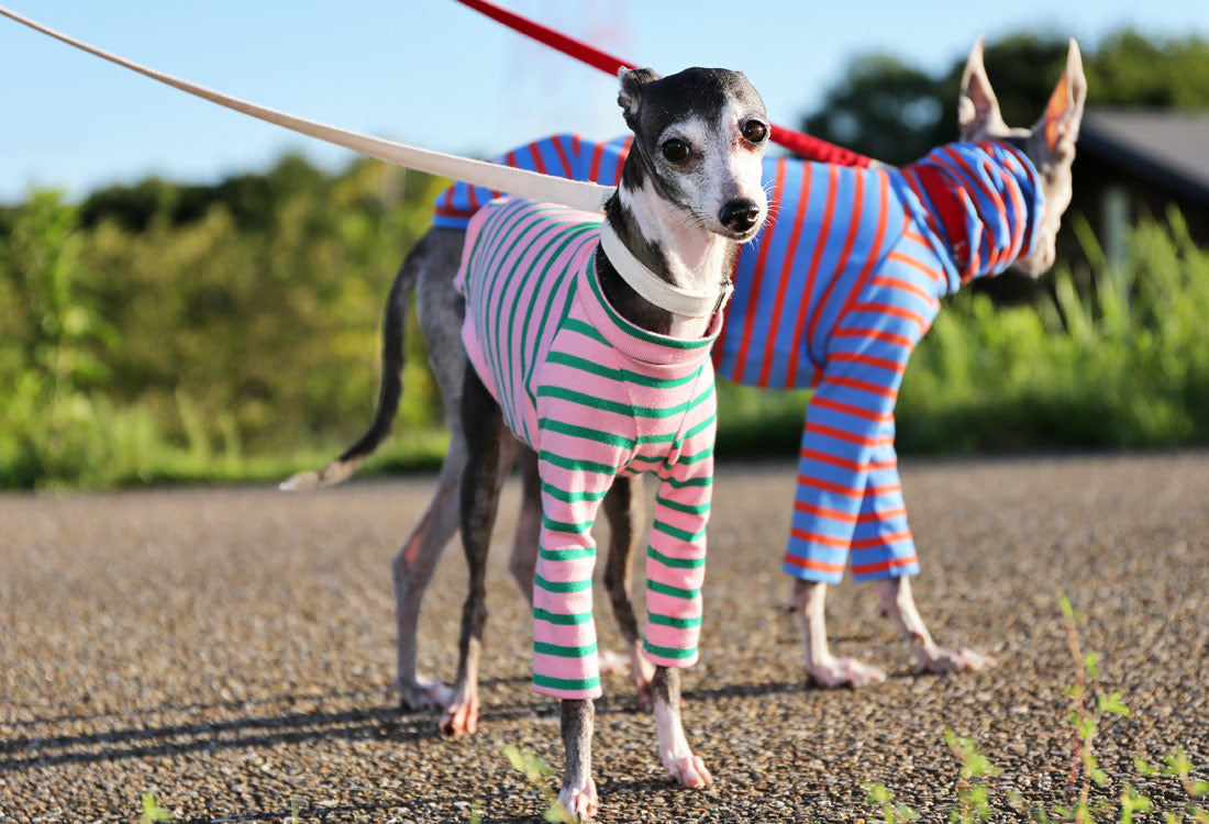 Cotton stripe (pink) - Italian Greyhound Clothes