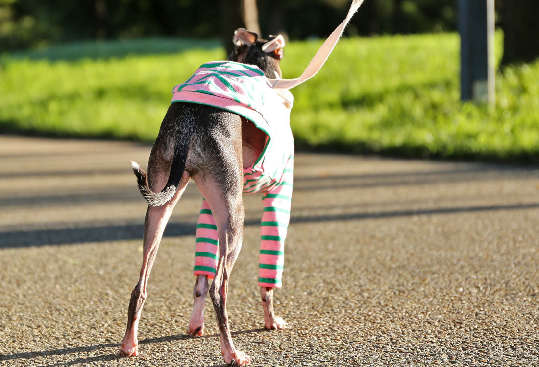 Cotton stripe (pink) - Italian Greyhound Clothes