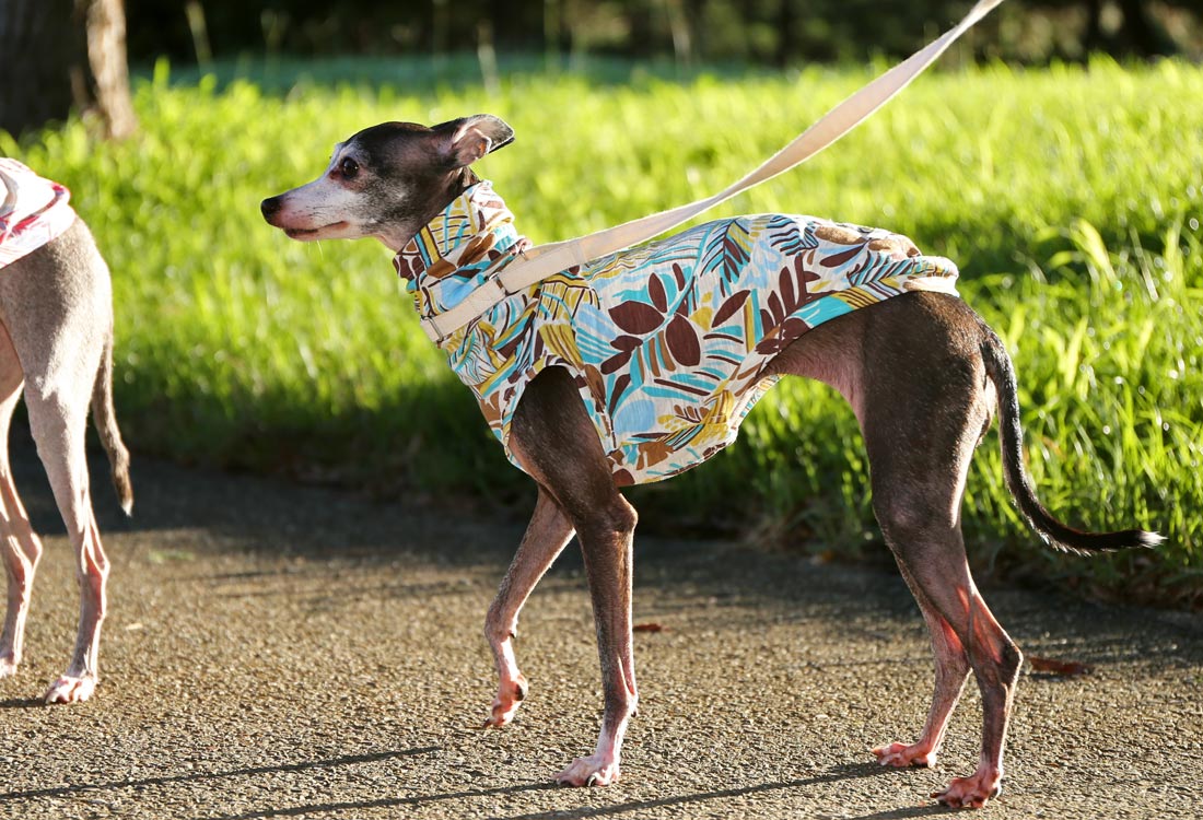 Botanical pattern (horizon blue) - Italian Greyhound Clothes