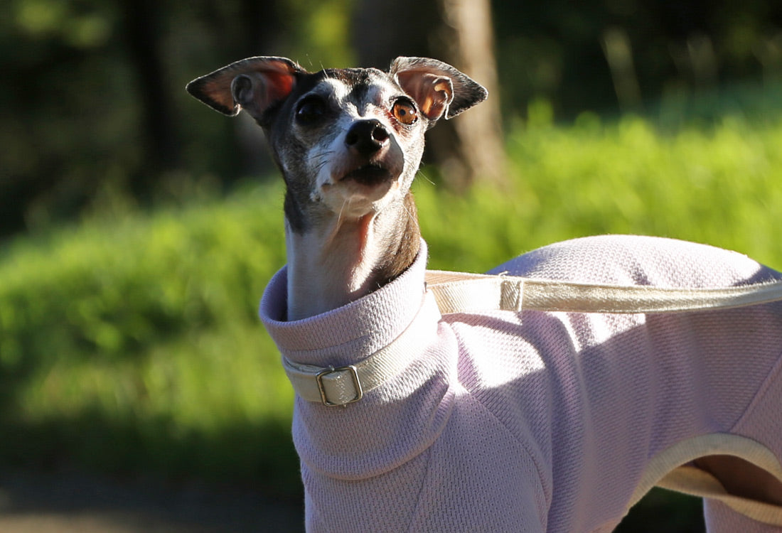 USA-grown organic cotton (pale lilac) - Italian Greyhound Clothes