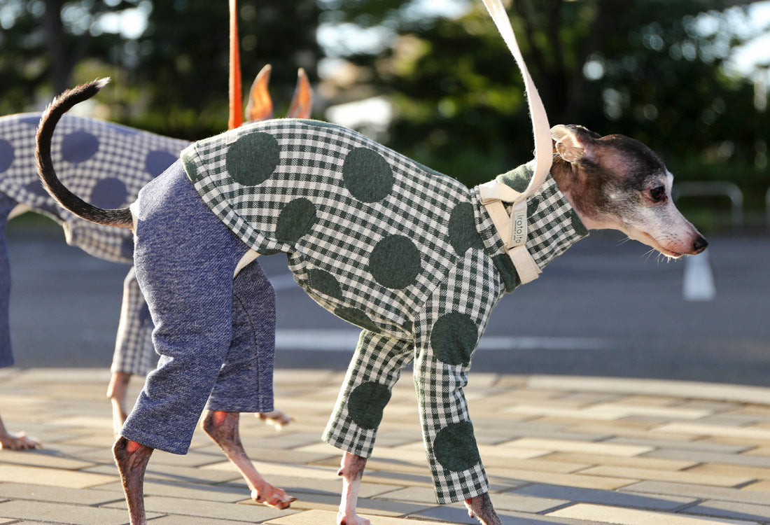 Gingham Check + Dots (green) - Italian Greyhound Clothes