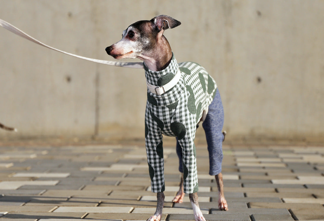 Gingham Check + Dots (green) - Italian Greyhound Clothes