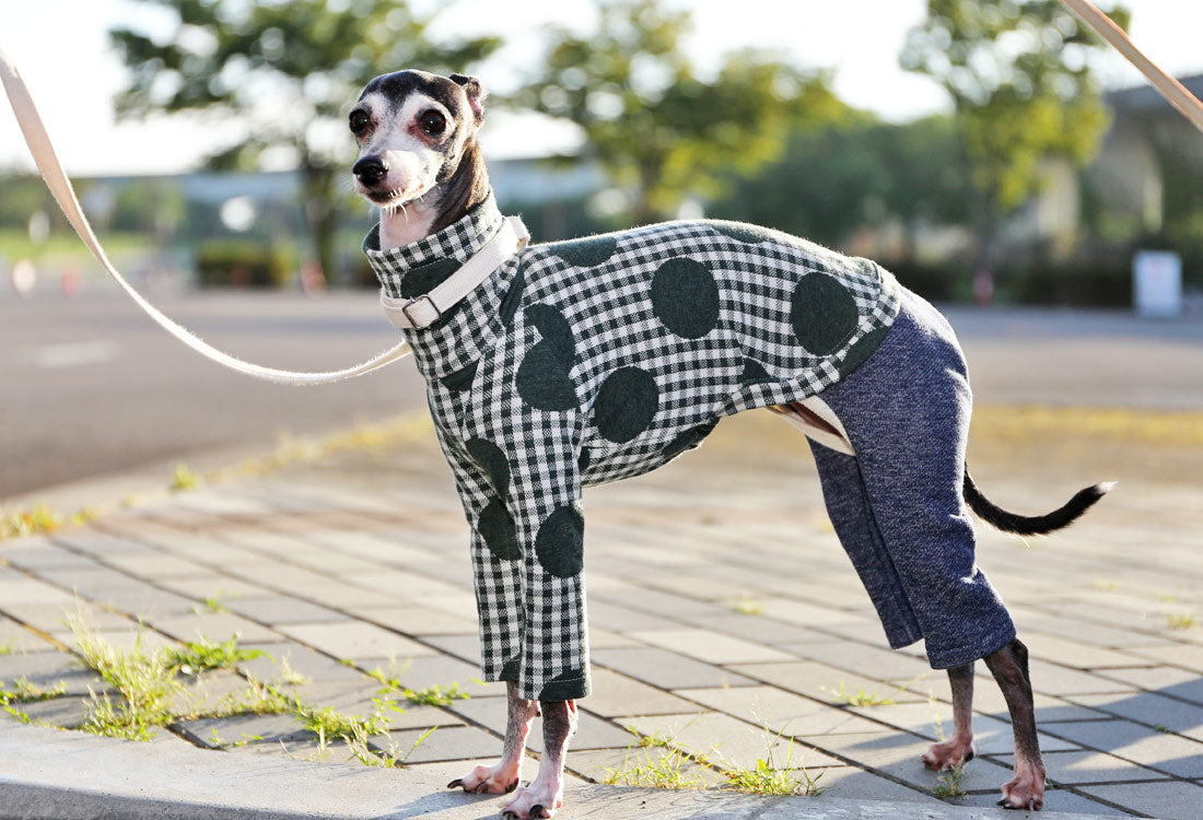 Gingham Check + Dots (green) - Italian Greyhound Clothes