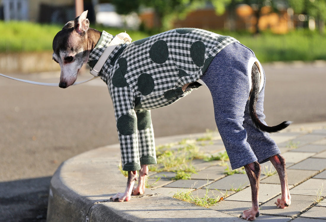 Gingham Check + Dots (green) - Italian Greyhound Clothes