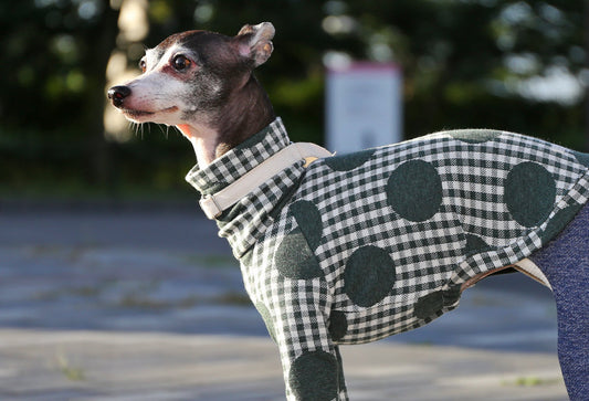 Gingham Check + Dots (green) - Italian Greyhound Clothes