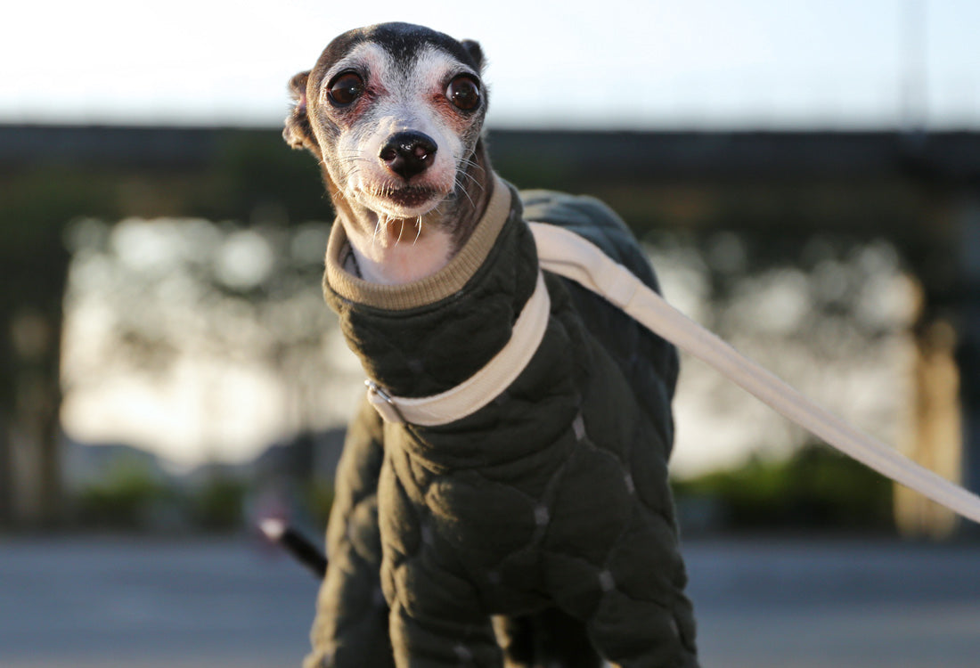 Mosaic quilt knit (olive) - Italian Greyhound Clothes