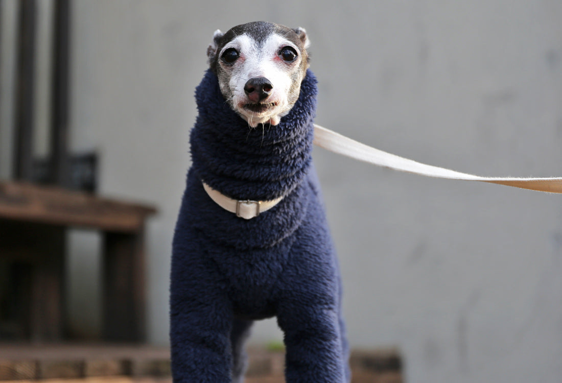 FUWA-Boa (navy blue) - Italian Greyhound Clothes