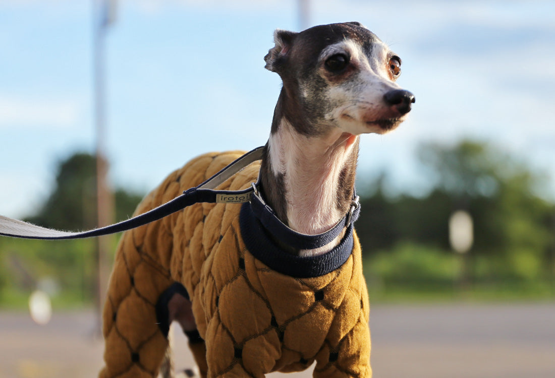 Mosaic quilt knit (camel) - Italian Greyhound Clothes