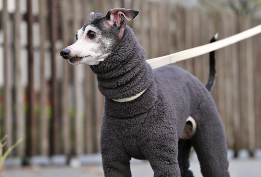 FUWA-Boa (rose grey) - Italian Greyhound Clothes