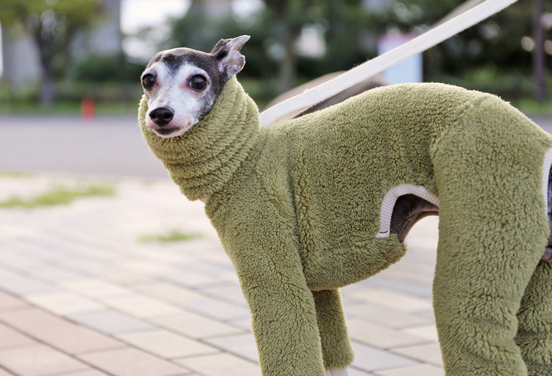 FUWA-Boa (uguisu) - Italian Greyhound Clothes