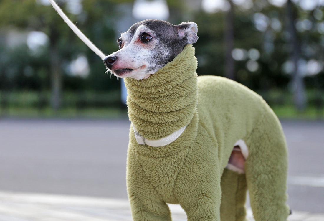 FUWA-Boa (uguisu) - Italian Greyhound Clothes