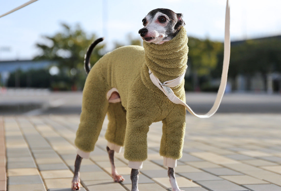 FUWA-Boa (uguisu) - Italian Greyhound Clothes