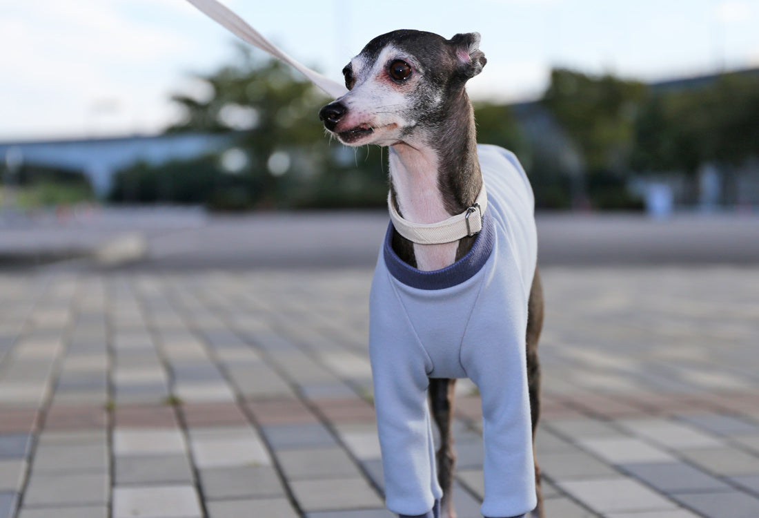 Just like a blanket (light blue) - Italian Greyhound Clothes