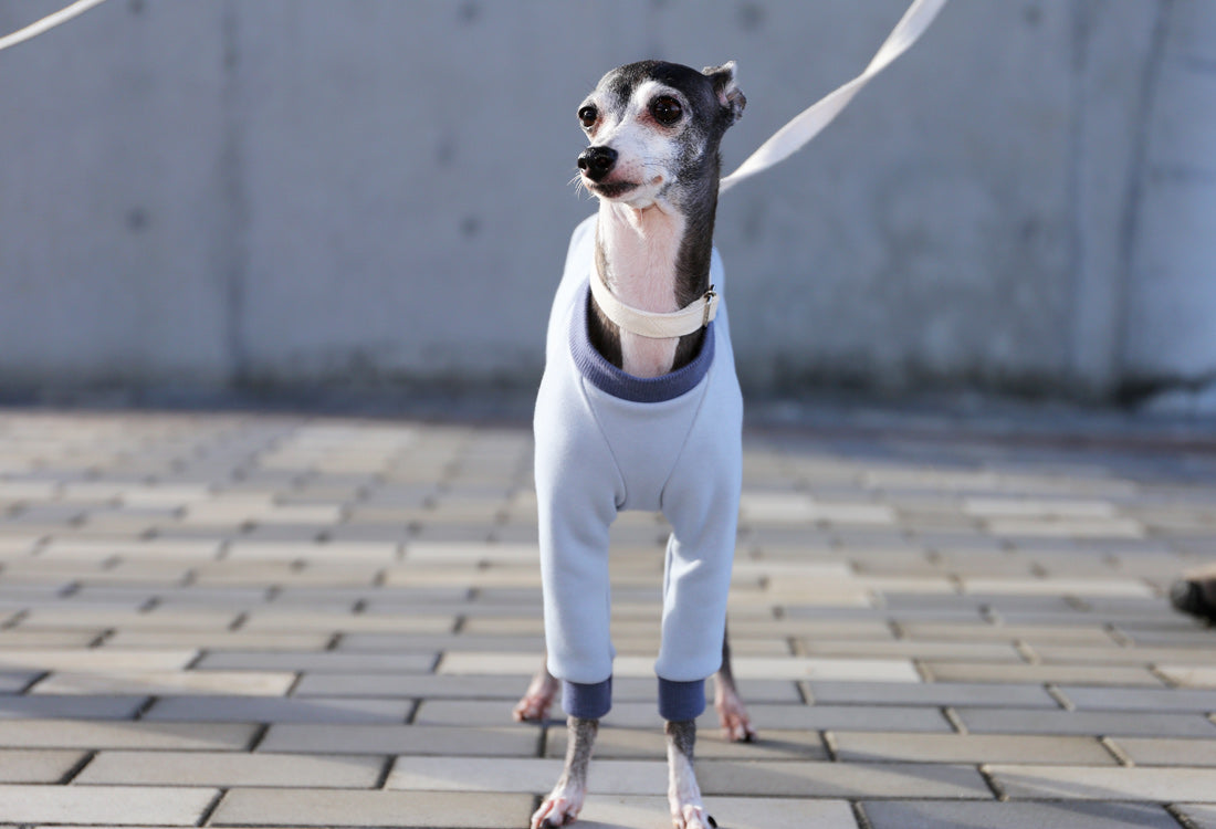 Just like a blanket (light blue) - Italian Greyhound Clothes