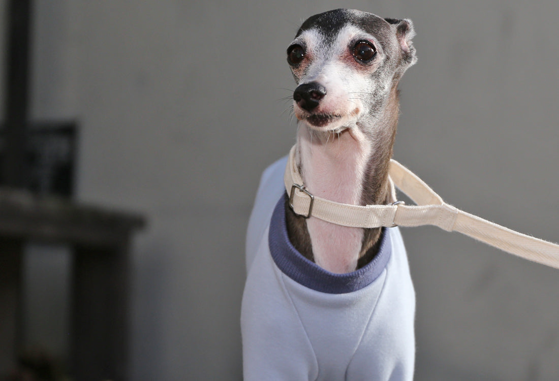 Just like a blanket (light blue) - Italian Greyhound Clothes