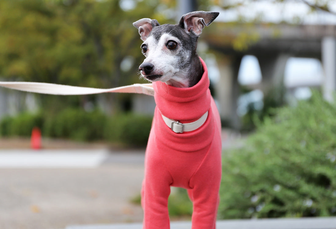 French terry knit (coral pink) - Italian Greyhound Clothes