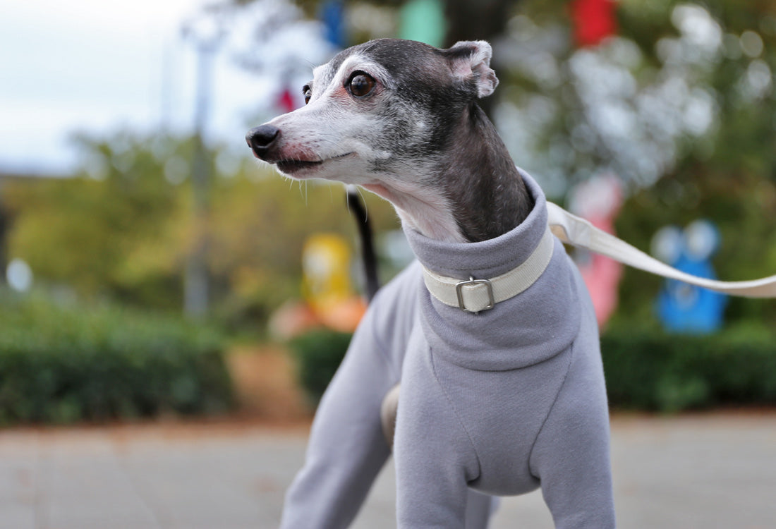 French terry knit (mist gray) - Italian Greyhound Clothes