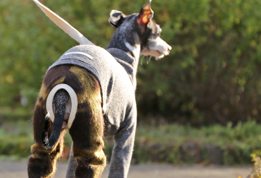 Wool-blend knit + Alpaca-blend shaggy knit ( brown) - Italian Greyhound Clothes