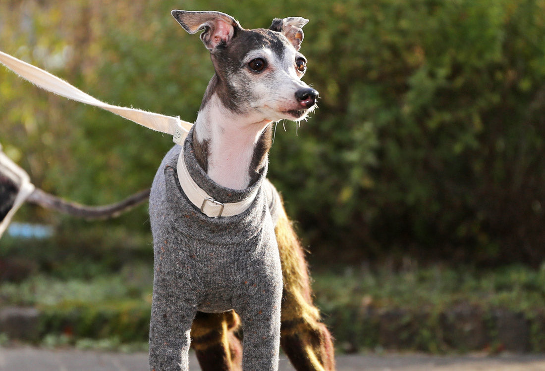 Wool-blend knit + Alpaca-blend shaggy knit ( brown) - Italian Greyhound Clothes