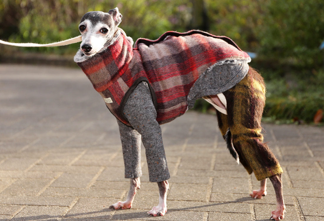 Greyhound leg warmers best sale