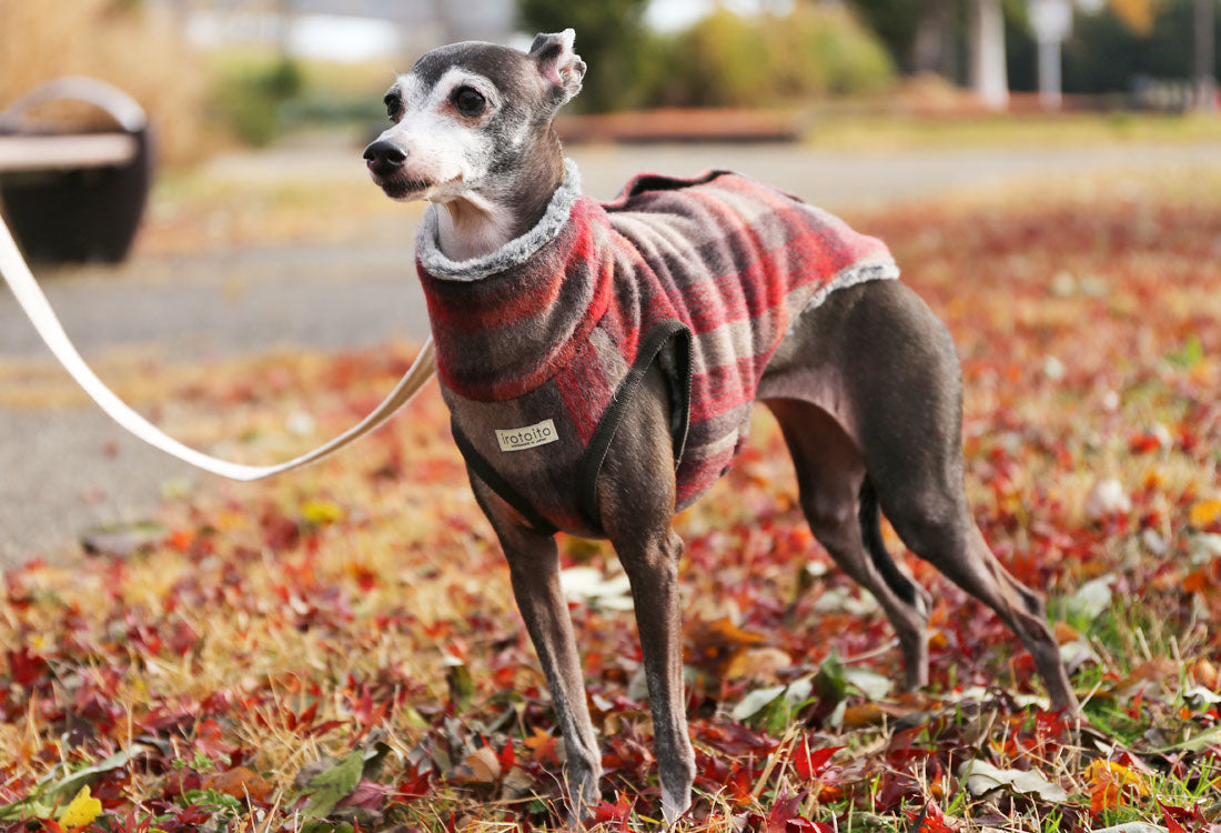 Shaggy Wool Vest- Italian Greyhound Clothes