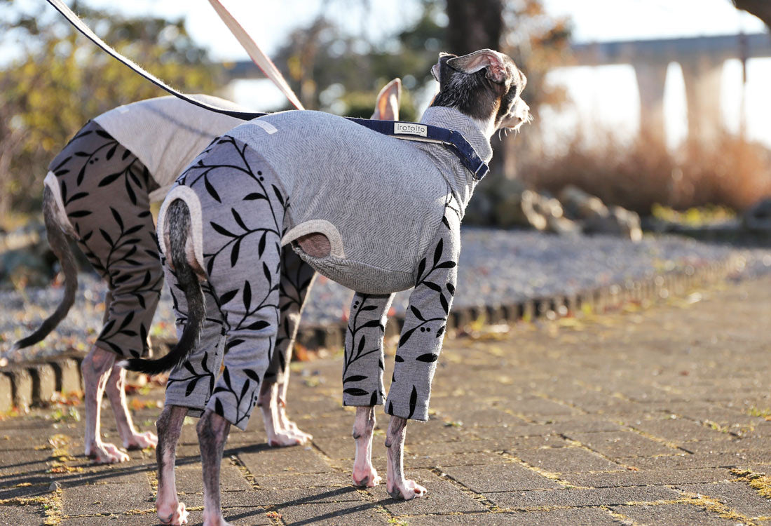 Flocked print knit with a botanical pattern (gray) - Italian Greyhound Clothes