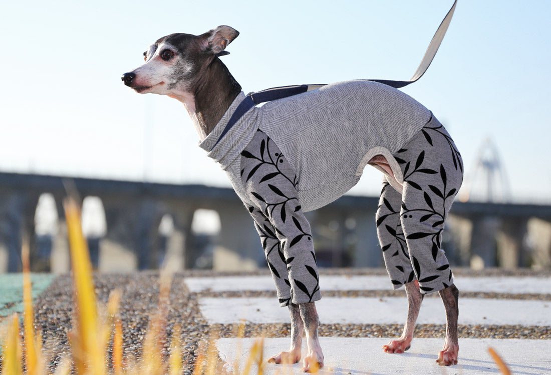 Flocked print knit with a botanical pattern gray Italian Greyhound Clothes