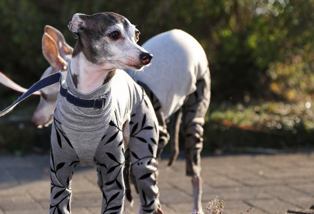 Flocked print knit with a botanical pattern (gray) - Italian Greyhound Clothes