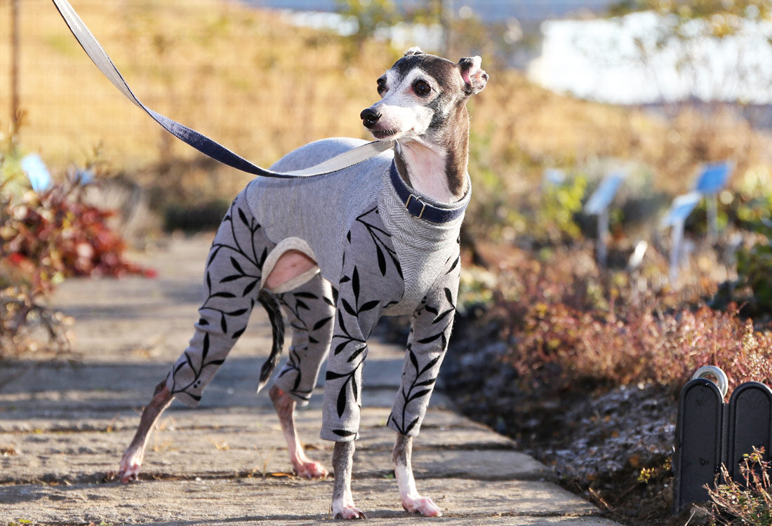 Flocked print knit with a botanical pattern (gray) - Italian Greyhound Clothes